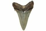 Serrated Angustidens Tooth - Megalodon Ancestor #302050-1